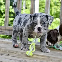 Hoss, a male English Bulldog and Olde English Bulldogge for sale in Grove, OK – 1 of 10