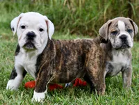 Lola, a female English Bulldog and Olde English Bulldogge for sale in Grove, OK – 2 of 10