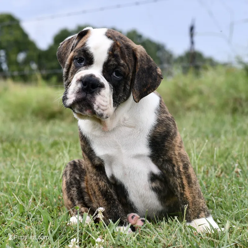 Toby – English Bulldog, Olde English Bulldogge puppy for sale in Grove, OK