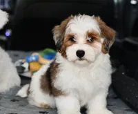 Mabel, a female Miniature Bernedoodle for sale in Grove, OK – 3 of 10