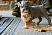 Rosey, a female English Bulldog and Olde English Bulldogge for sale in Grove, OK – 4 of 9