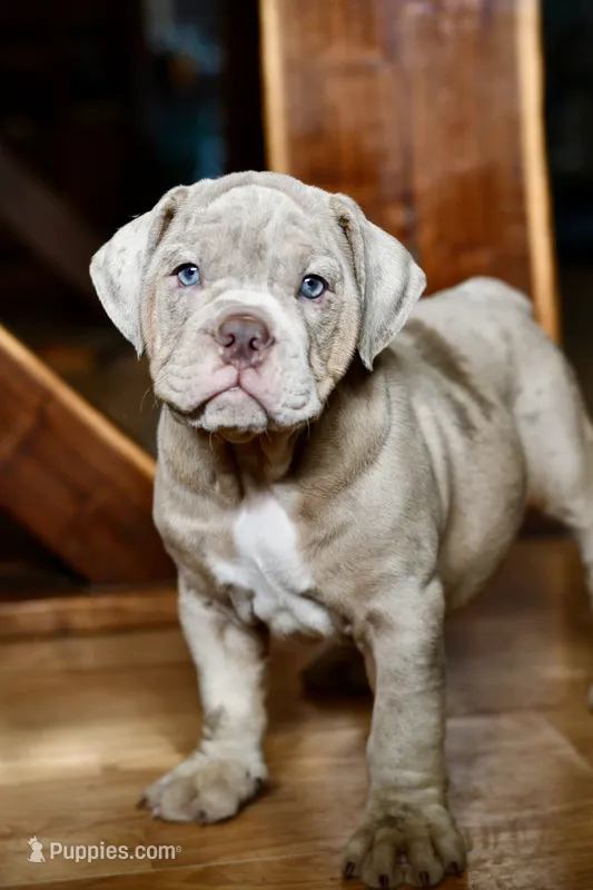 Pippa – English Bulldog, Olde English Bulldogge puppy for sale in Grove, OK