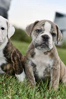 Otis, a male English Bulldog and Olde English Bulldogge for sale in Grove, OK – 2 of 10