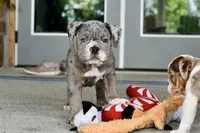 Sydney, a female English Bulldog and Olde English Bulldogge for sale in Grove, OK – 10 of 10