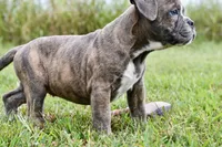 Lexi, a female English Bulldog and Olde English Bulldogge for sale in Grove, OK – 7 of 10