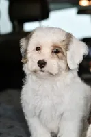 Pearl, a female Miniature Bernedoodle for sale in Grove, OK – 5 of 10