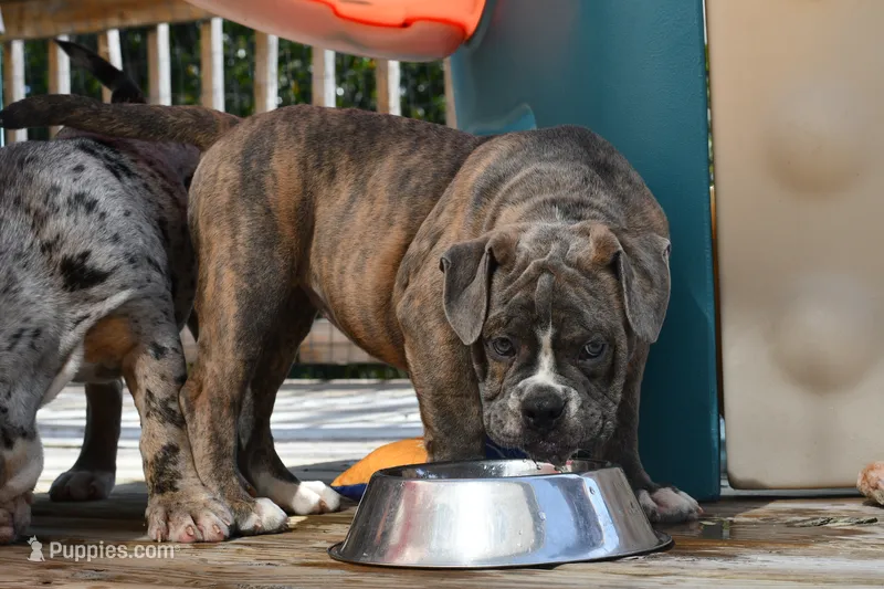 Lexi – English Bulldog, Olde English Bulldogge puppy for sale in Grove, OK