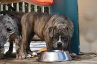 Lexi, a female English Bulldog and Olde English Bulldogge for sale in Grove, OK – 1 of 10