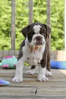 Darla, a female English Bulldog and Olde English Bulldogge for sale in Grove, OK – 6 of 10