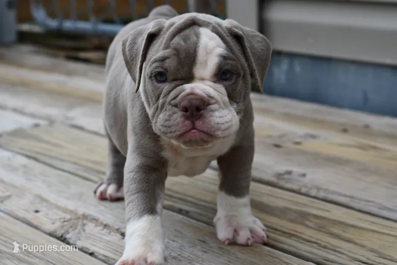 Pepper – English Bulldog, Olde English Bulldogge puppy for sale in Grove, OK