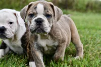 Otis, a male English Bulldog and Olde English Bulldogge for sale in Grove, OK – 5 of 10