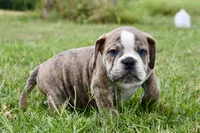 Otis, a male English Bulldog and Olde English Bulldogge for sale in Grove, OK – 6 of 10