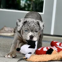 Sydney, a female English Bulldog and Olde English Bulldogge for sale in Grove, OK – 5 of 10