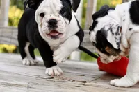 Sophie, a female English Bulldog and Olde English Bulldogge for sale in Grove, OK – 4 of 10