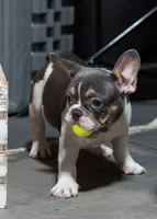 Hoss , a male French Bulldog for sale in Grove, OK – 4 of 4