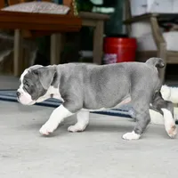 Hazel, a female English Bulldog and Olde English Bulldogge for sale in Grove, OK – 7 of 10