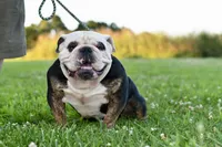 Toby, a male English Bulldog and Olde English Bulldogge for sale in Grove, OK – 9 of 10