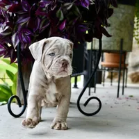 Pippa, a female English Bulldog and Olde English Bulldogge for sale in Grove, OK – 8 of 10