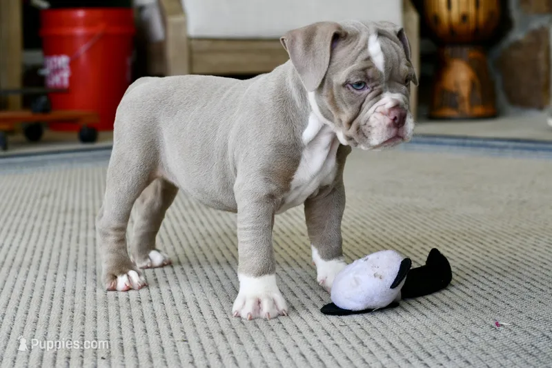 Rosey, a female English Bulldog and Olde English Bulldogge for sale in Grove, OK – 1 of 9