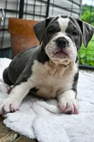 Hazel (blue and white), a female English Bulldog and Olde English Bulldogge for sale in Grove, OK – 6 of 10