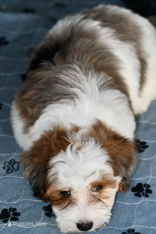 Mabel – Miniature Bernedoodle puppy for sale in Grove, OK