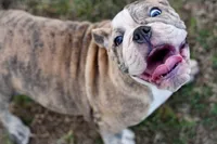 Henry, a male English Bulldog and Olde English Bulldogge for sale in Grove, OK – 8 of 10