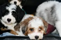 Mabel, a female Miniature Bernedoodle for sale in Grove, OK – 7 of 10