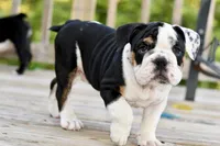Bruce, a male English Bulldog and Olde English Bulldogge for sale in Grove, OK – 6 of 10