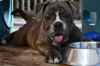 Lexi, a female English Bulldog and Olde English Bulldogge for sale in Grove, OK – 2 of 10