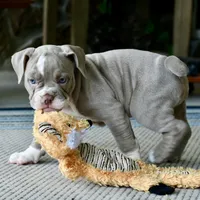 Rosey, a female English Bulldog and Olde English Bulldogge for sale in Grove, OK – 5 of 9
