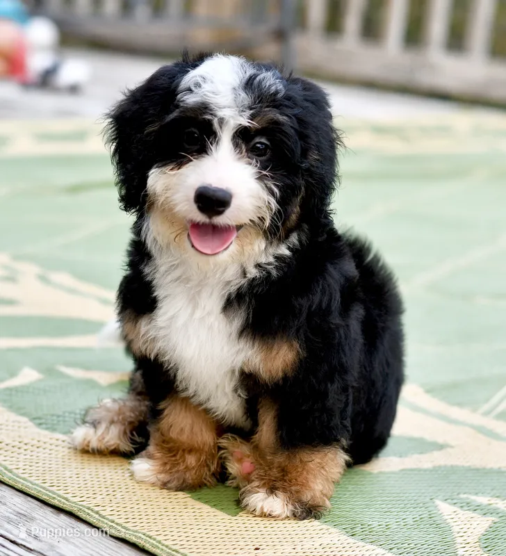 Thelma – Miniature Bernedoodle puppy for sale in Grove, OK