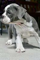 Hazel, a female English Bulldog and Olde English Bulldogge for sale in Grove, OK – 8 of 10