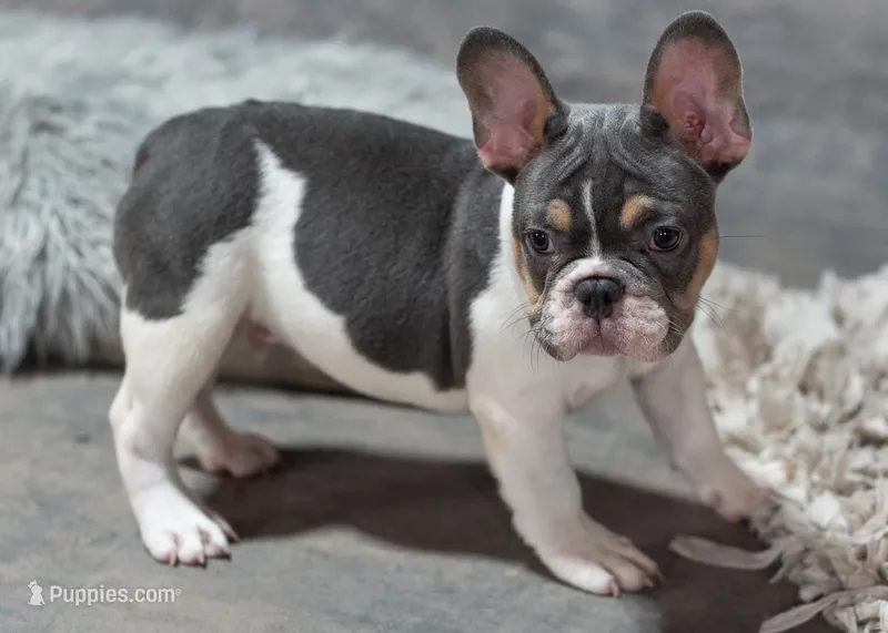 Hoss  – French Bulldog puppy for sale in Grove, OK