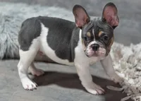 Hoss , a male French Bulldog for sale in Grove, OK – 1 of 4