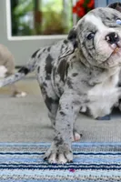 Hoss, a male English Bulldog and Olde English Bulldogge for sale in Grove, OK – 9 of 10