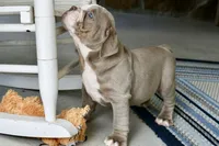 Clyde, a male English Bulldog and Olde English Bulldogge for sale in Grove, OK – 8 of 10