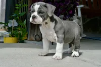Hazel, a female English Bulldog and Olde English Bulldogge for sale in Grove, OK – 3 of 10