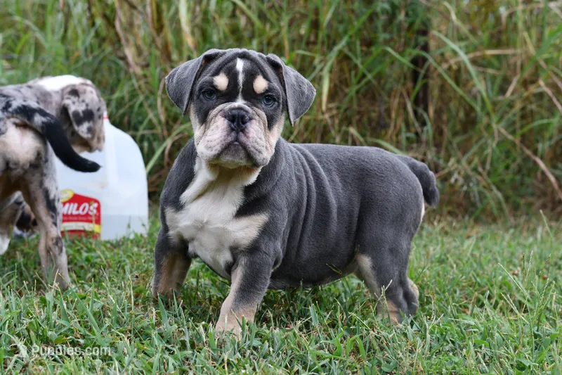 Darla – English Bulldog, Olde English Bulldogge puppy for sale in Grove, OK