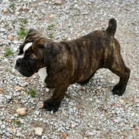 Charlie, a female Olde English Bulldogge for sale in Grove, OK – 9 of 10