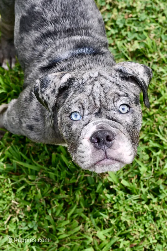 Sydney – English Bulldog, Olde English Bulldogge puppy for sale in Grove, OK