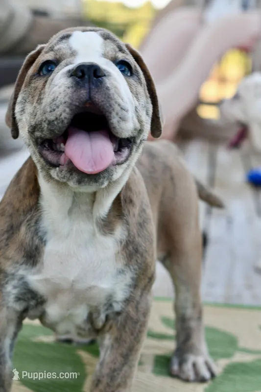 Otis – English Bulldog, Olde English Bulldogge puppy for sale in Grove, OK