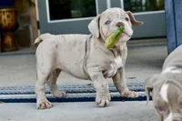 Pippa, a female English Bulldog and Olde English Bulldogge for sale in Grove, OK – 2 of 10