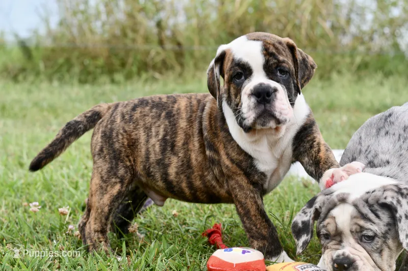 Toby – English Bulldog, Olde English Bulldogge puppy for sale in Grove, OK