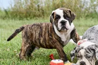 Toby, a male English Bulldog and Olde English Bulldogge for sale in Grove, OK – 7 of 10