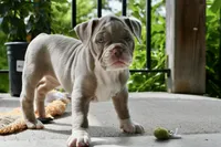 Rosey, a female English Bulldog and Olde English Bulldogge for sale in Grove, OK – 7 of 9