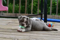 Pepper, a female English Bulldog and Olde English Bulldogge for sale in Grove, OK – 7 of 10