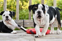 Bruce, a male English Bulldog and Olde English Bulldogge for sale in Grove, OK – 8 of 10