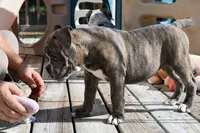 Lexi, a female English Bulldog and Olde English Bulldogge for sale in Grove, OK – 7 of 10