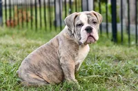 Henry, a male English Bulldog and Olde English Bulldogge for sale in Grove, OK – 3 of 10
