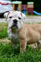 Winston, a male Olde English Bulldogge for sale in Grove, OK – 4 of 9